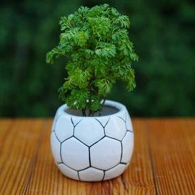 Ball Design Ceramic Planter desktop planter  