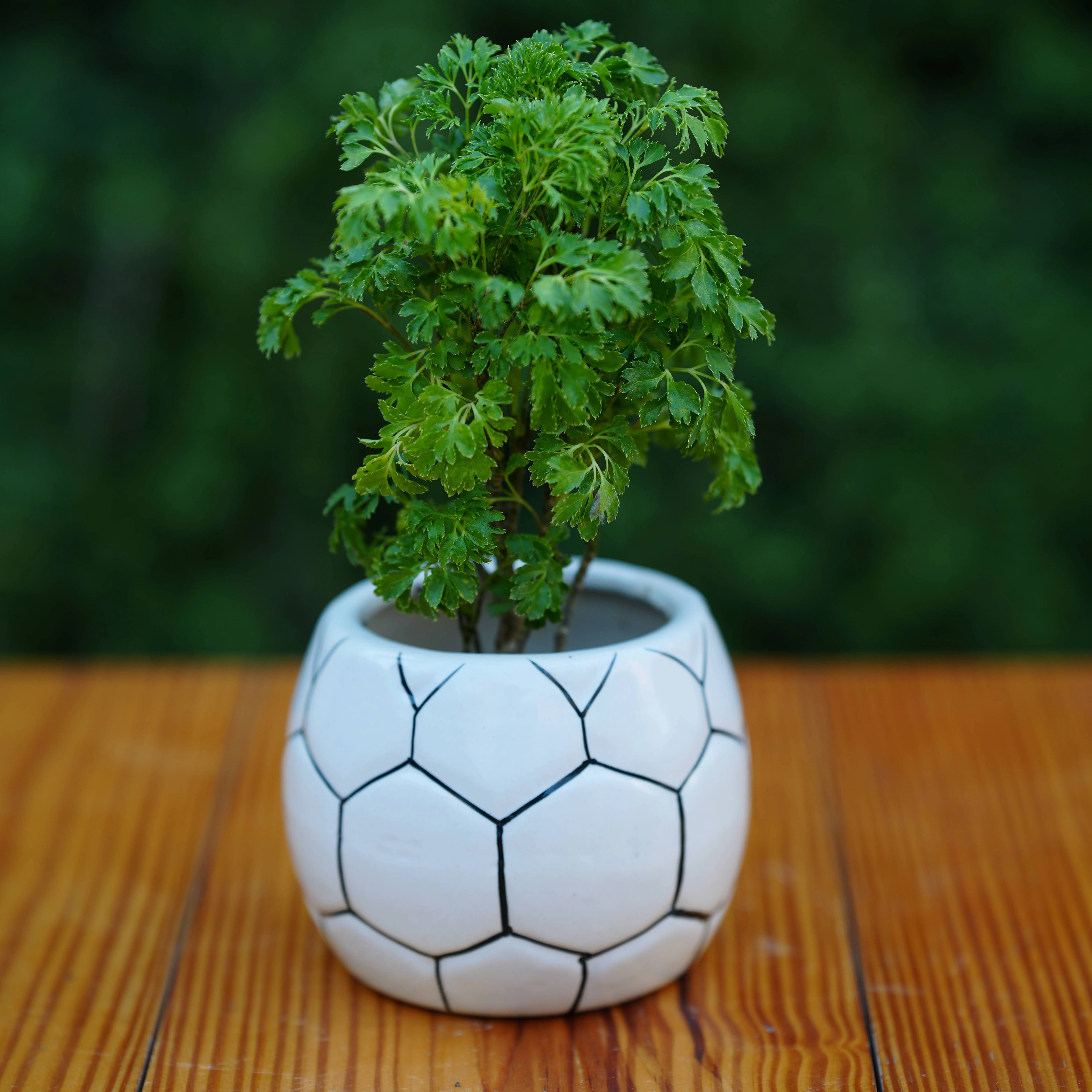 Ball Design Ceramic Planter shade perennial  