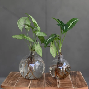 Ball Shaped Round Plastic Vase | for Money Plant- Set of 2 desktop planter  