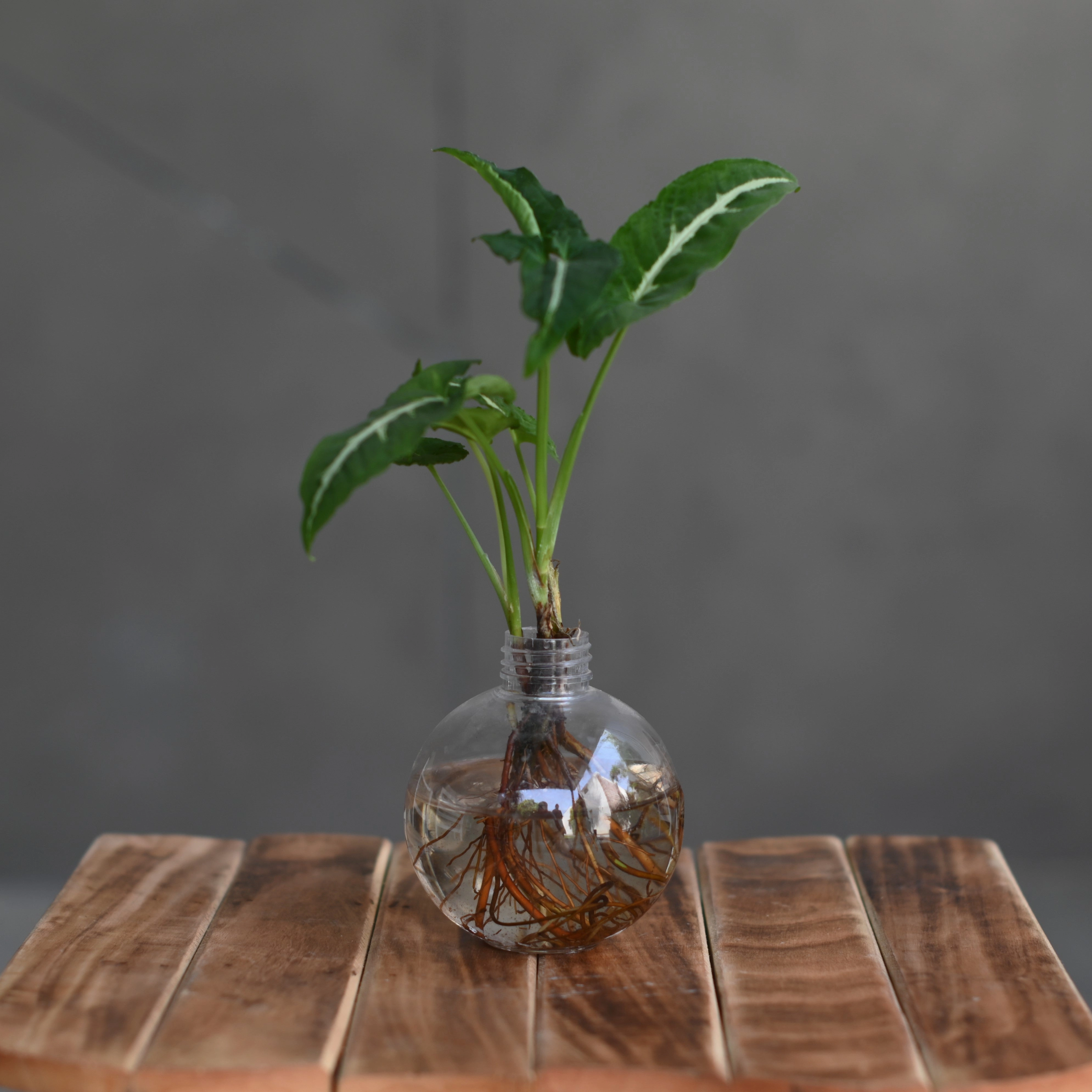 Ball Shaped Round Plastic Vase | for Money Plant- Set of 2