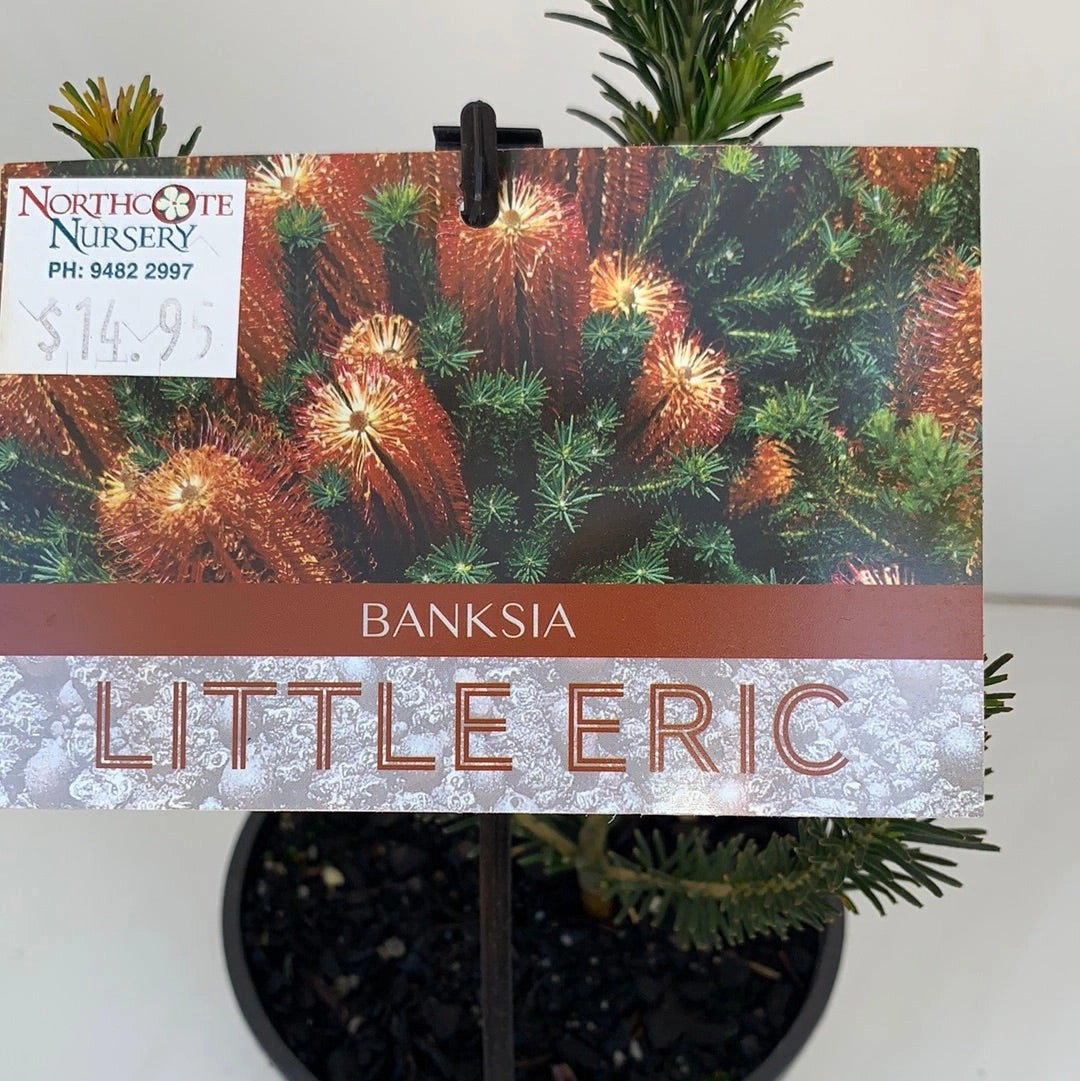 Banksia Little Eric