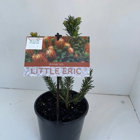 Banksia Little Eric small flower pot  