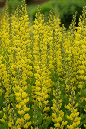 Baptisia 'American Goldfinch' #1 decorative flowerpot  