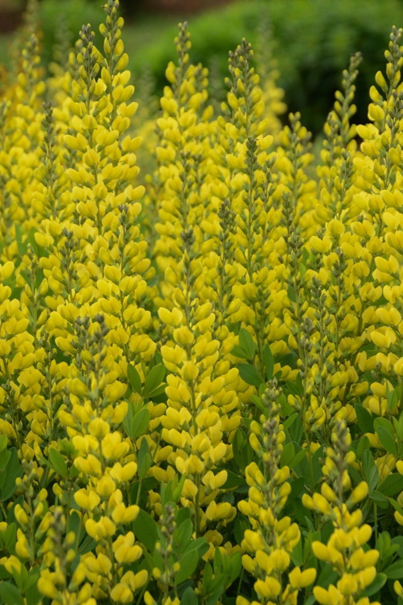 Baptisia 'American Goldfinch' #1 decorative flowerpot  