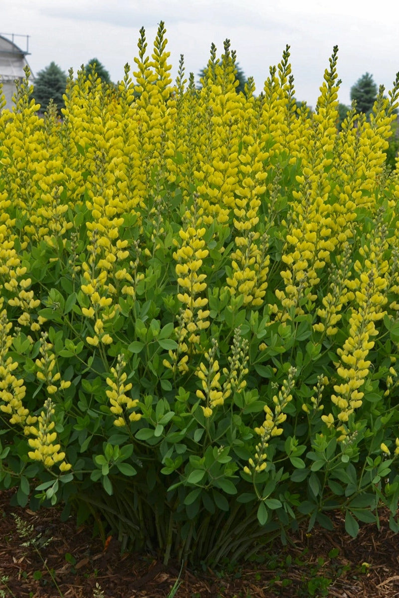 Baptisia 'American Goldfinch' #1