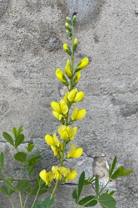 Baptisia 'Solar Flare' #1 decorative flowerpot  