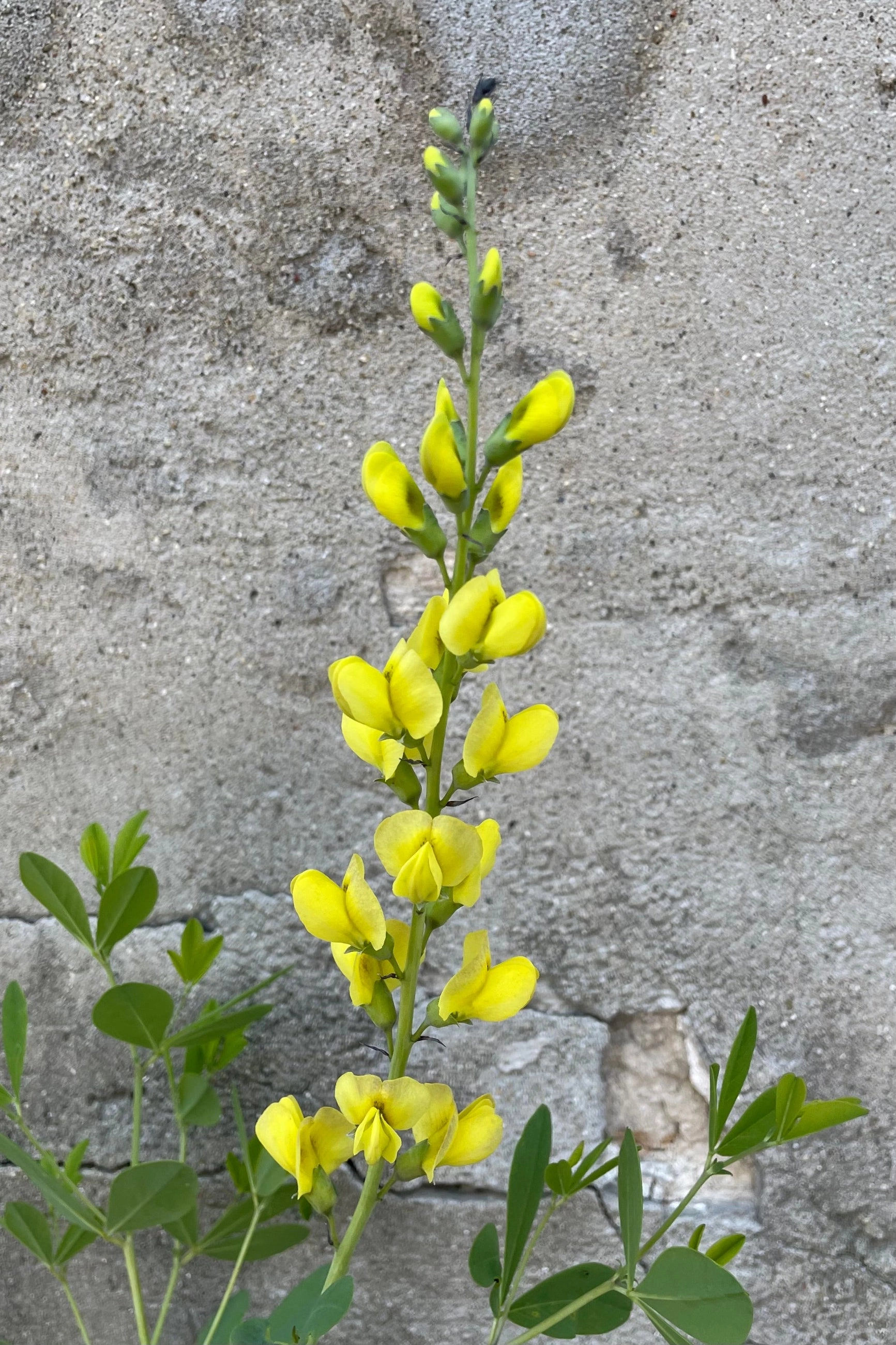 Baptisia 'Solar Flare' #1 decorative flowerpot  