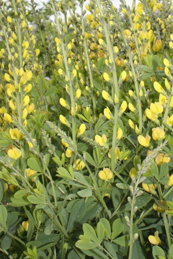 Baptisia 'Solar Flare' #1