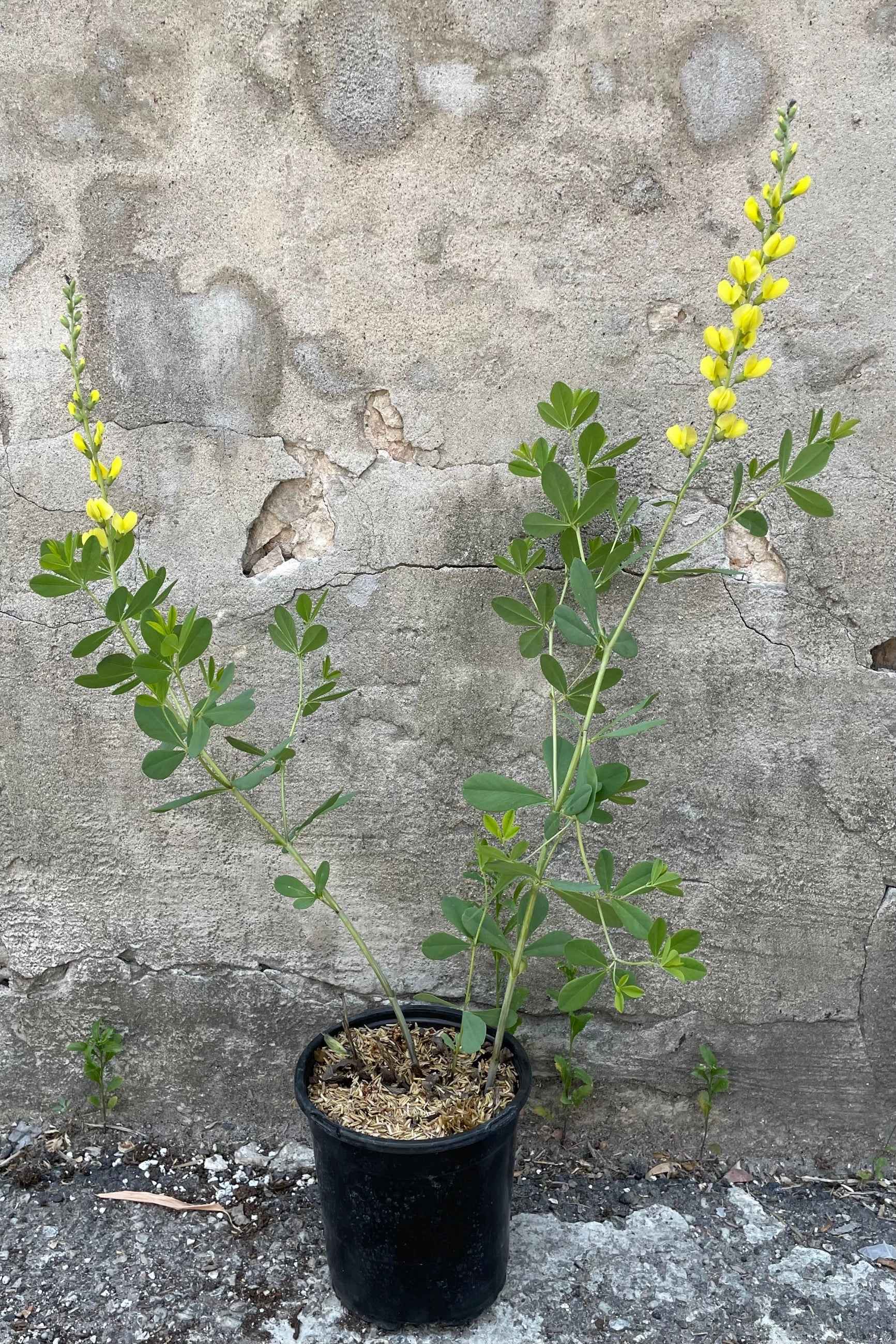 Baptisia 'Solar Flare' #1