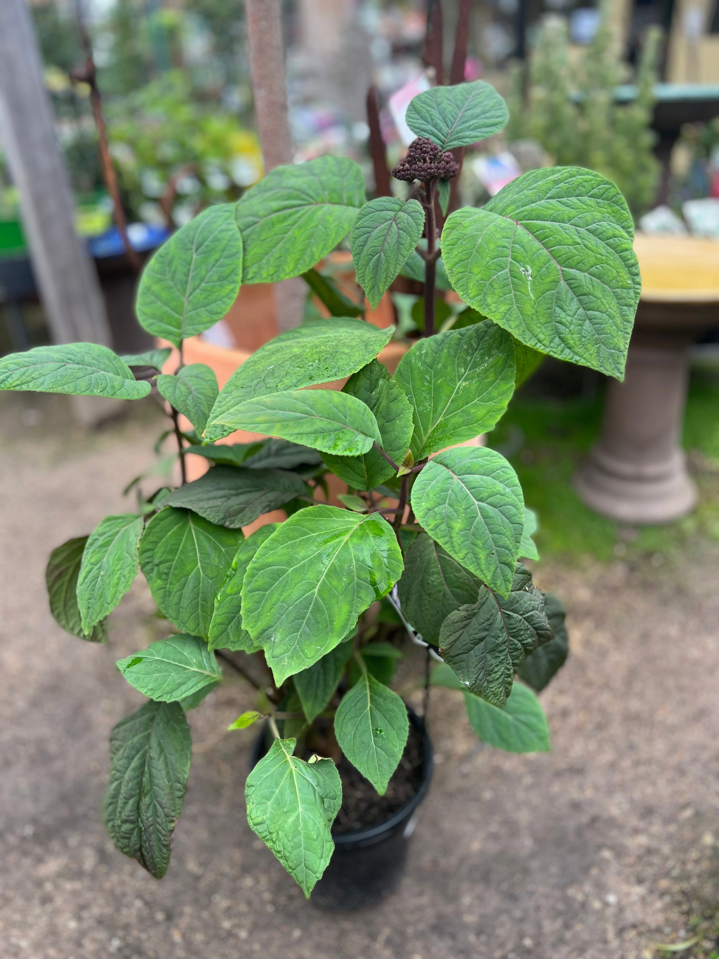 Bartlettina sordida