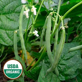 Bean, Empress Organic Seeds small flower pot  
