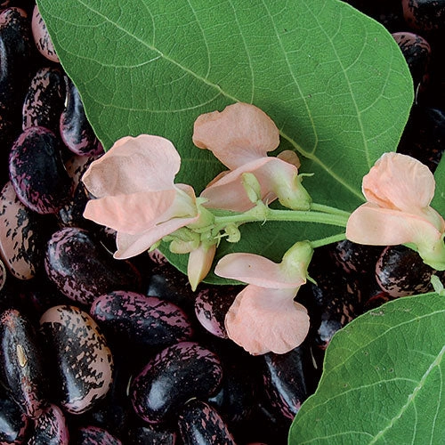 Bean, Sunset Runner Seeds floating plant shelf  