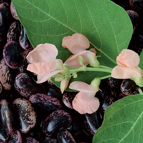 Bean, Sunset Runner Seeds floating plant shelf  