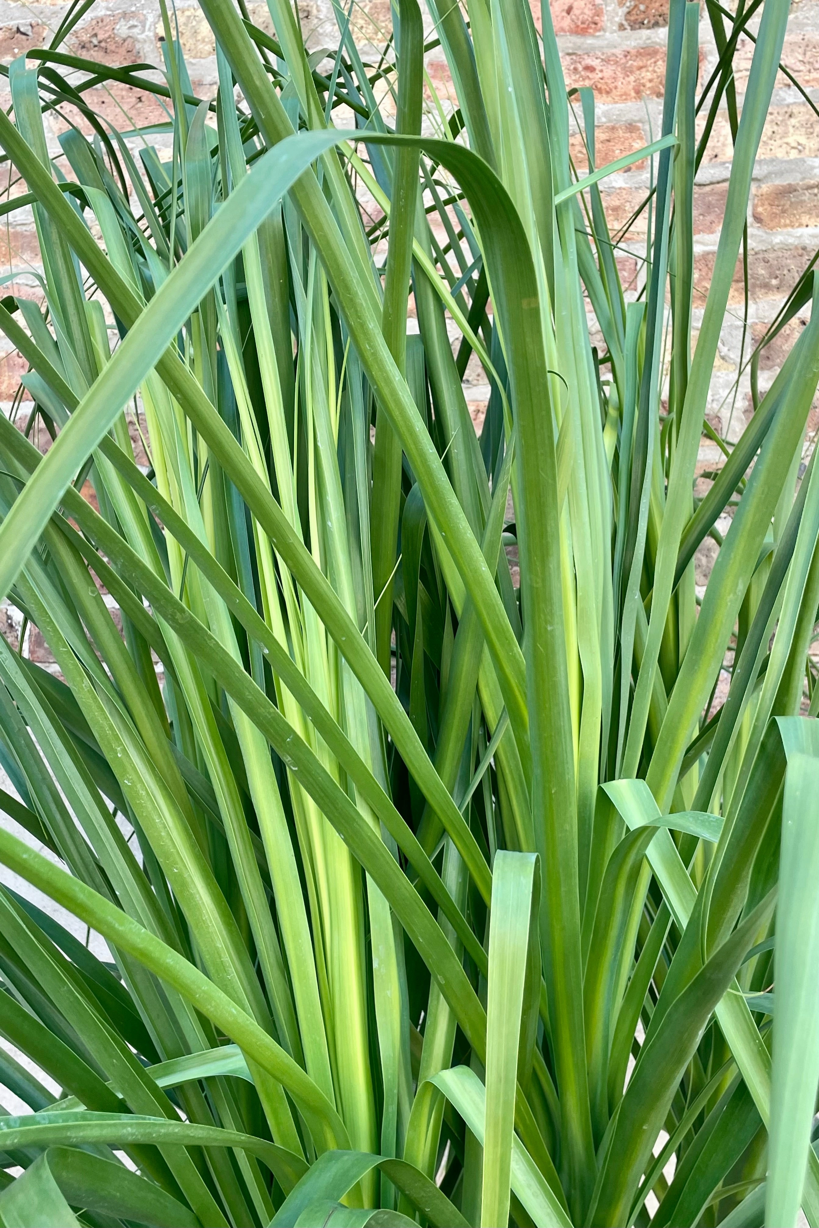 Beaucarnea "Ponytail Palm" 17"