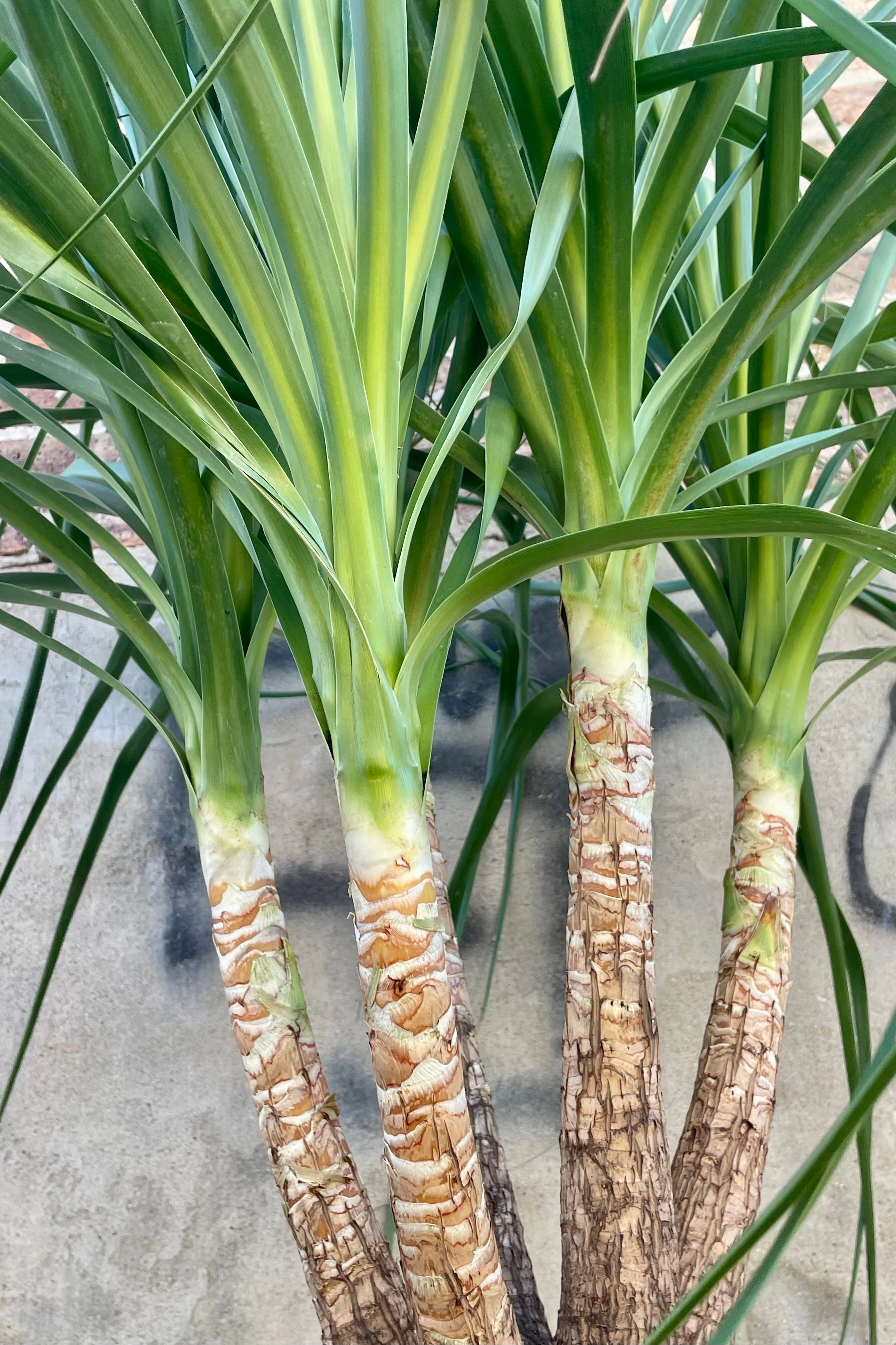 Beaucarnea "Ponytail Palm" 17"