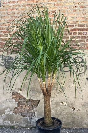Beaucarnea "Ponytail Palm" 17" medium flower pot  