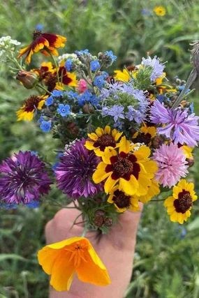 Bee Nectary Flower Mix Art Pack Seeds decorative flowerpot  