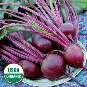 Beet, Detroit Dark Red Organic Seeds small flower pot  