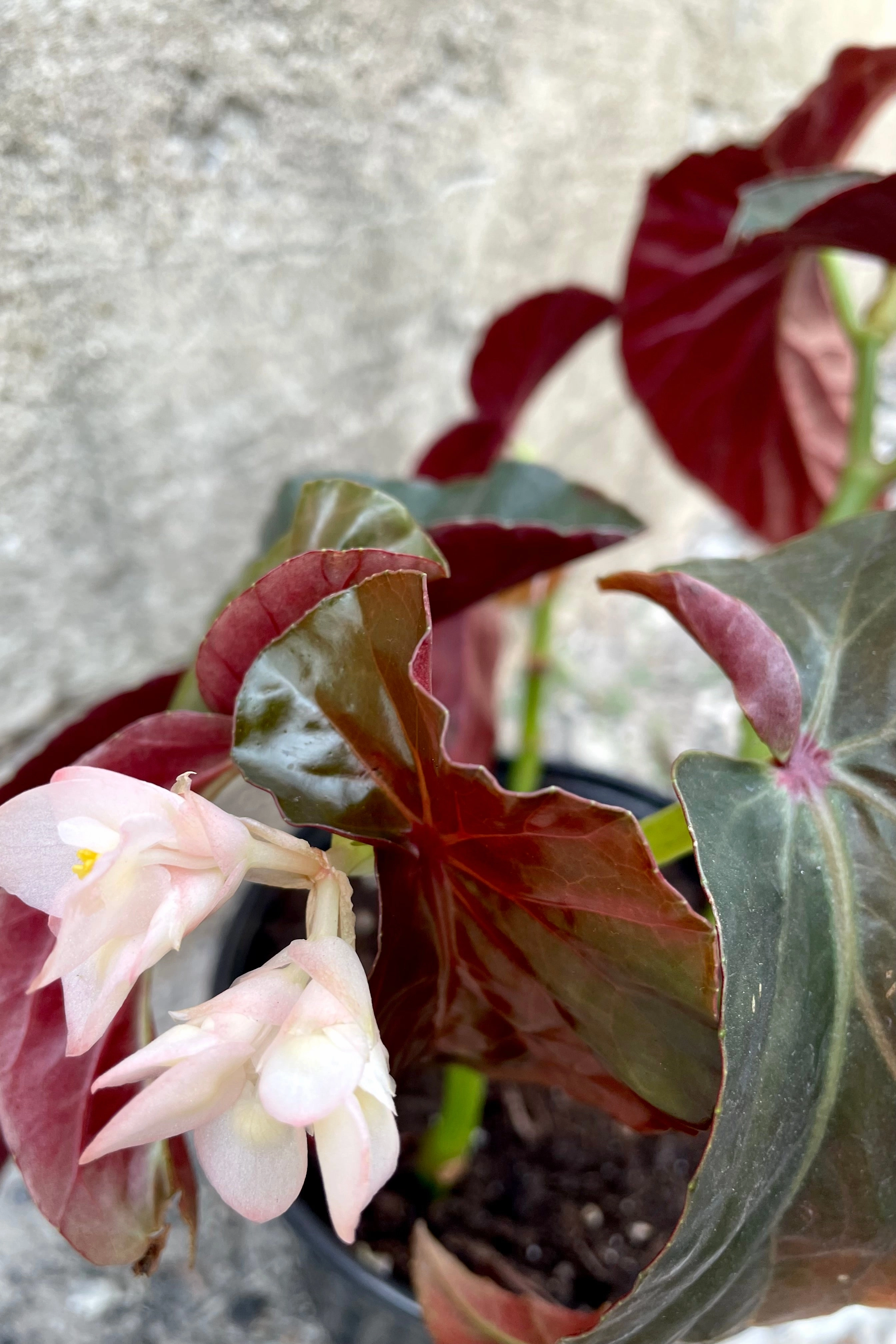 Begonia 'Angel Wing' 6"