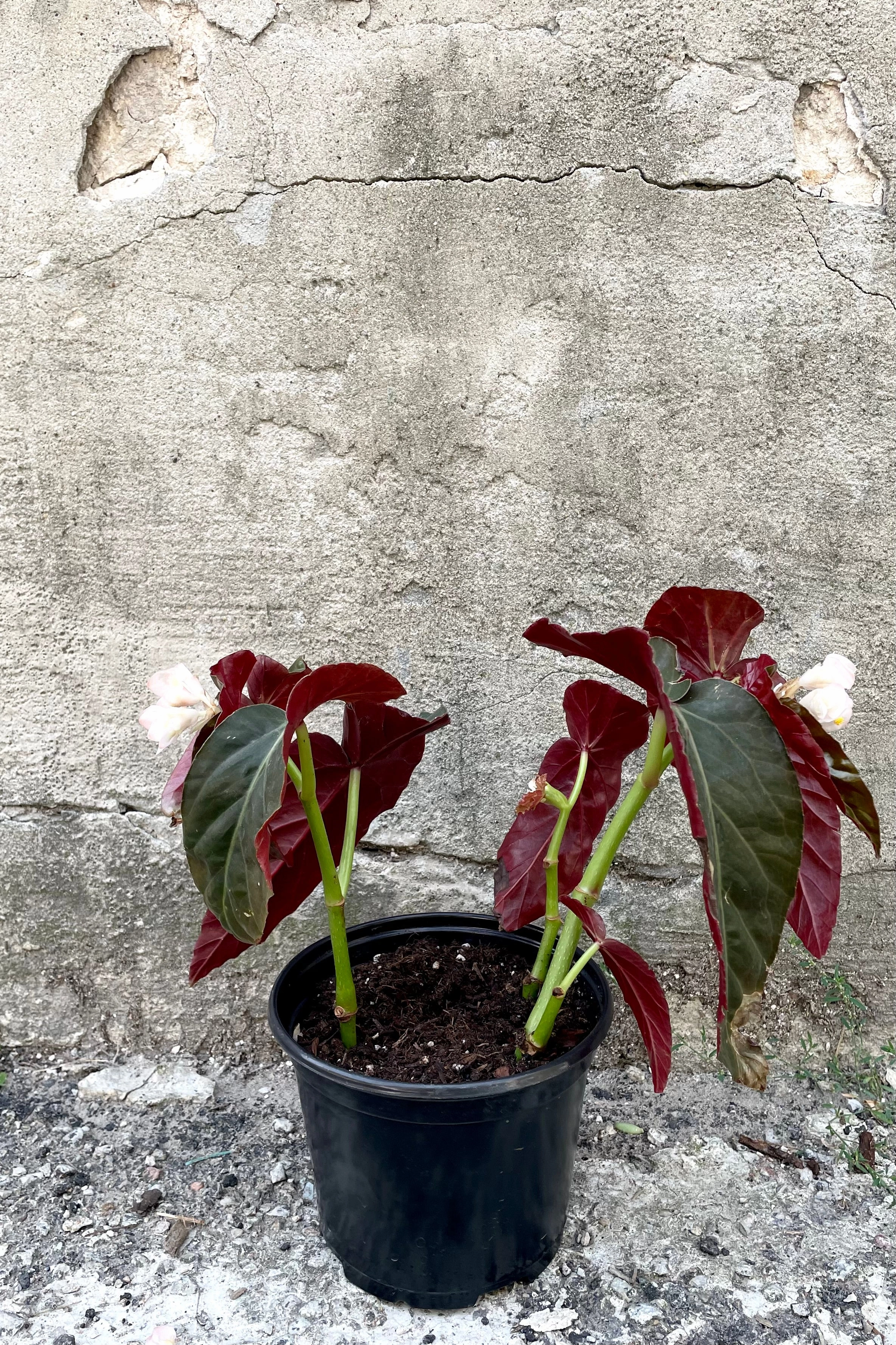 Begonia 'Angel Wing' 6"