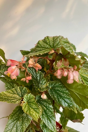 Begonia 'Angel Wing' 6" medium flower pot  