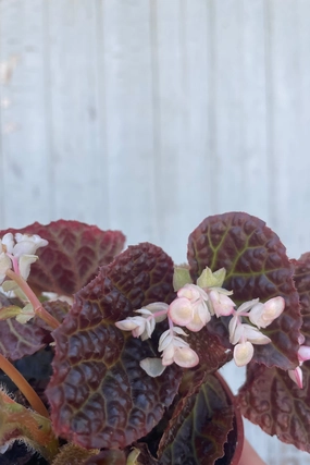 Begonia 'Ruby Dragon' 4" medium flower pot  