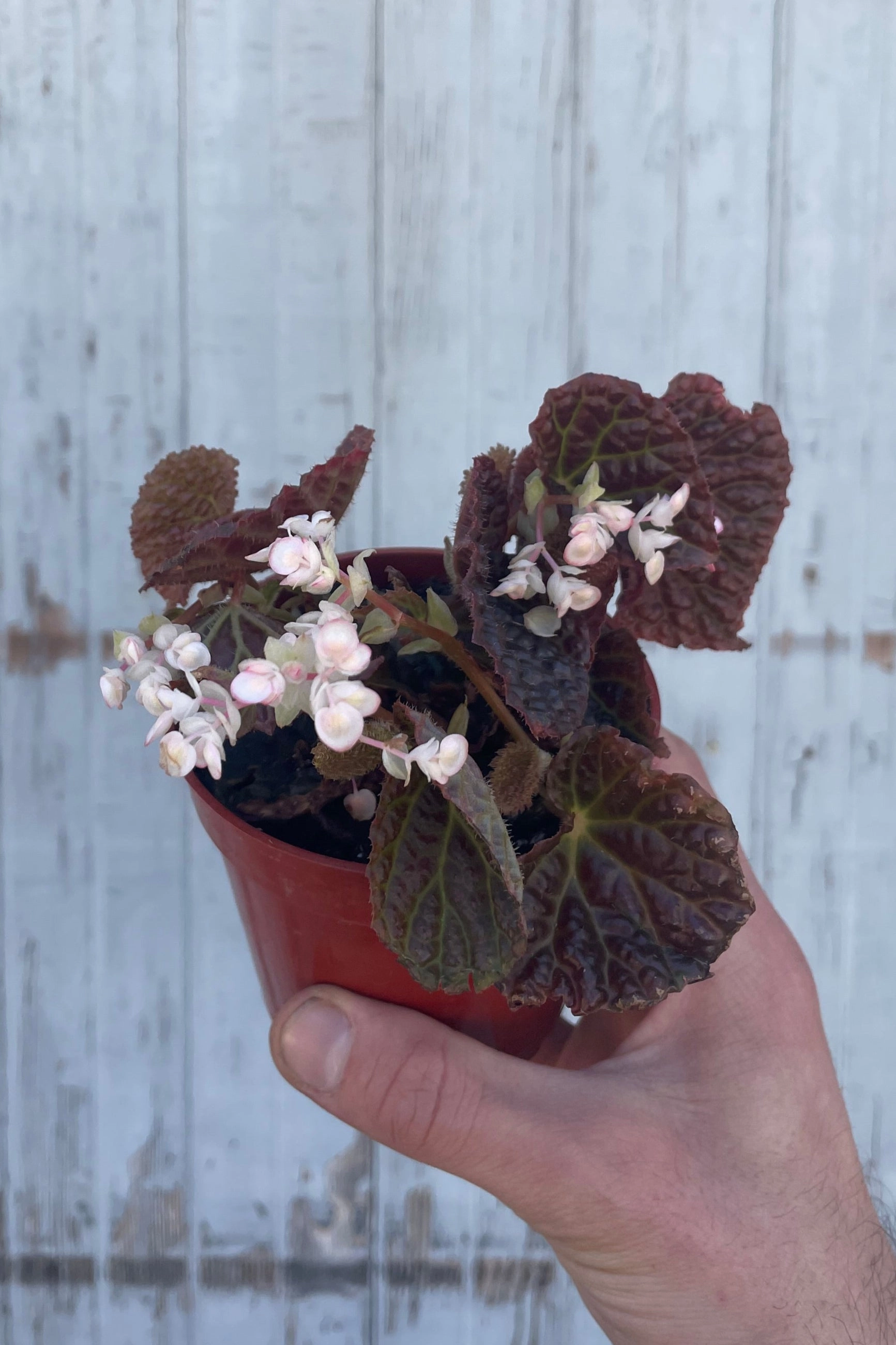Begonia 'Ruby Dragon' 4"