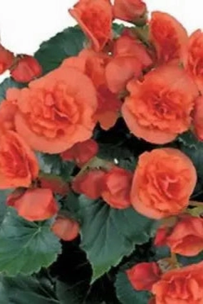 Begonia (assorted) 10"HB Premium decorative flowerpot  