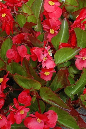 Begonia (assorted) 4.5"