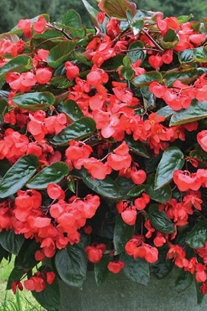 Begonia (assorted) 4.5"