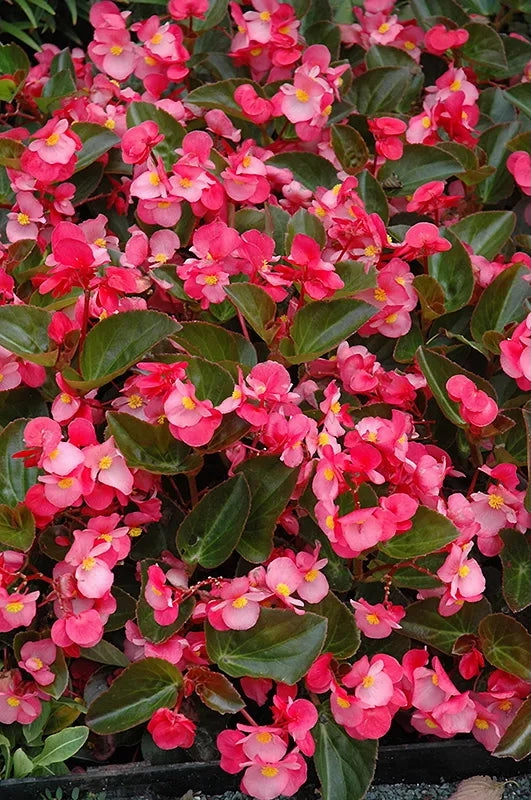 Begonia (assorted) 4.5"