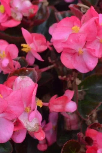Begonia (assorted) 4.5"
