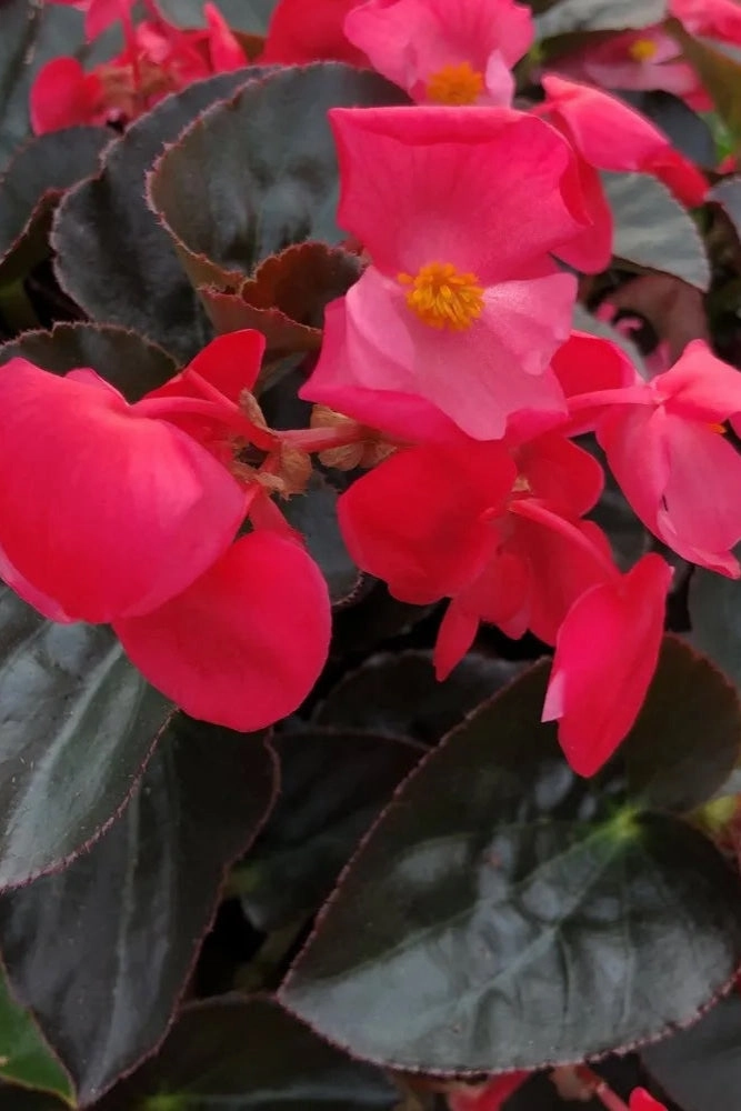 Begonia (assorted) 4.5"