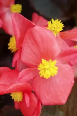 Begonia (assorted) 4.5"