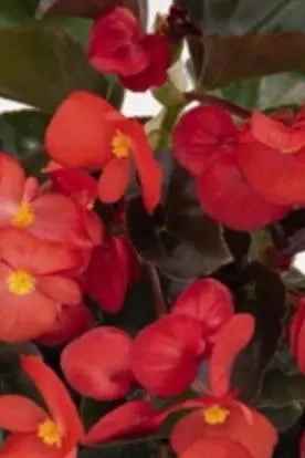 Begonia (assorted) 4.5"