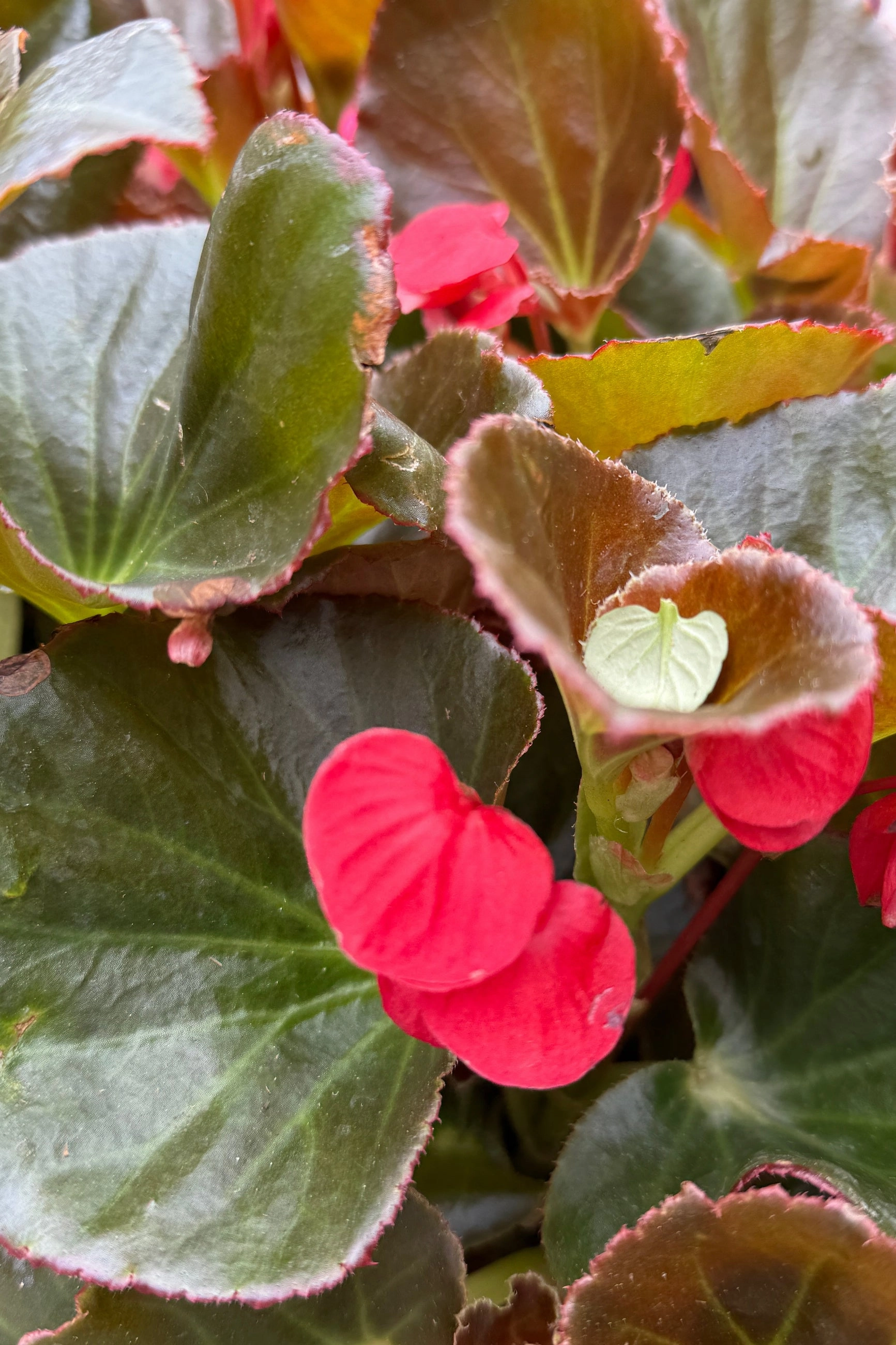 Begonia (assorted) 4.5"