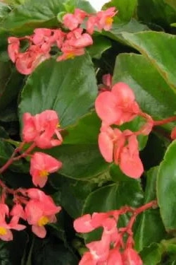 Begonia (assorted) 4.5"