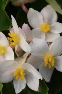 Begonia (assorted) 4.5"