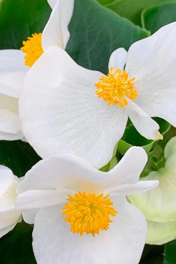 Begonia (assorted) 4.5"