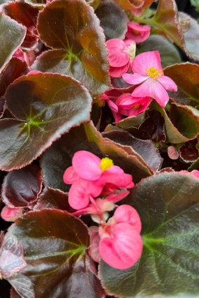 Begonia (assorted) 4.5" decorative flowerpot  