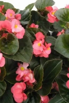 Begonia (assorted) 4.5"