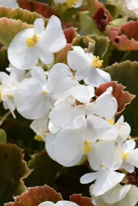 Begonia (assorted) 4.5"