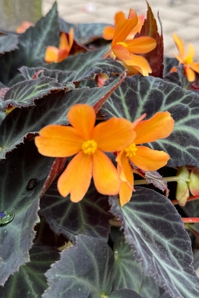 Begonia boliviensis (assorted) 4.5" decorative flowerpot  