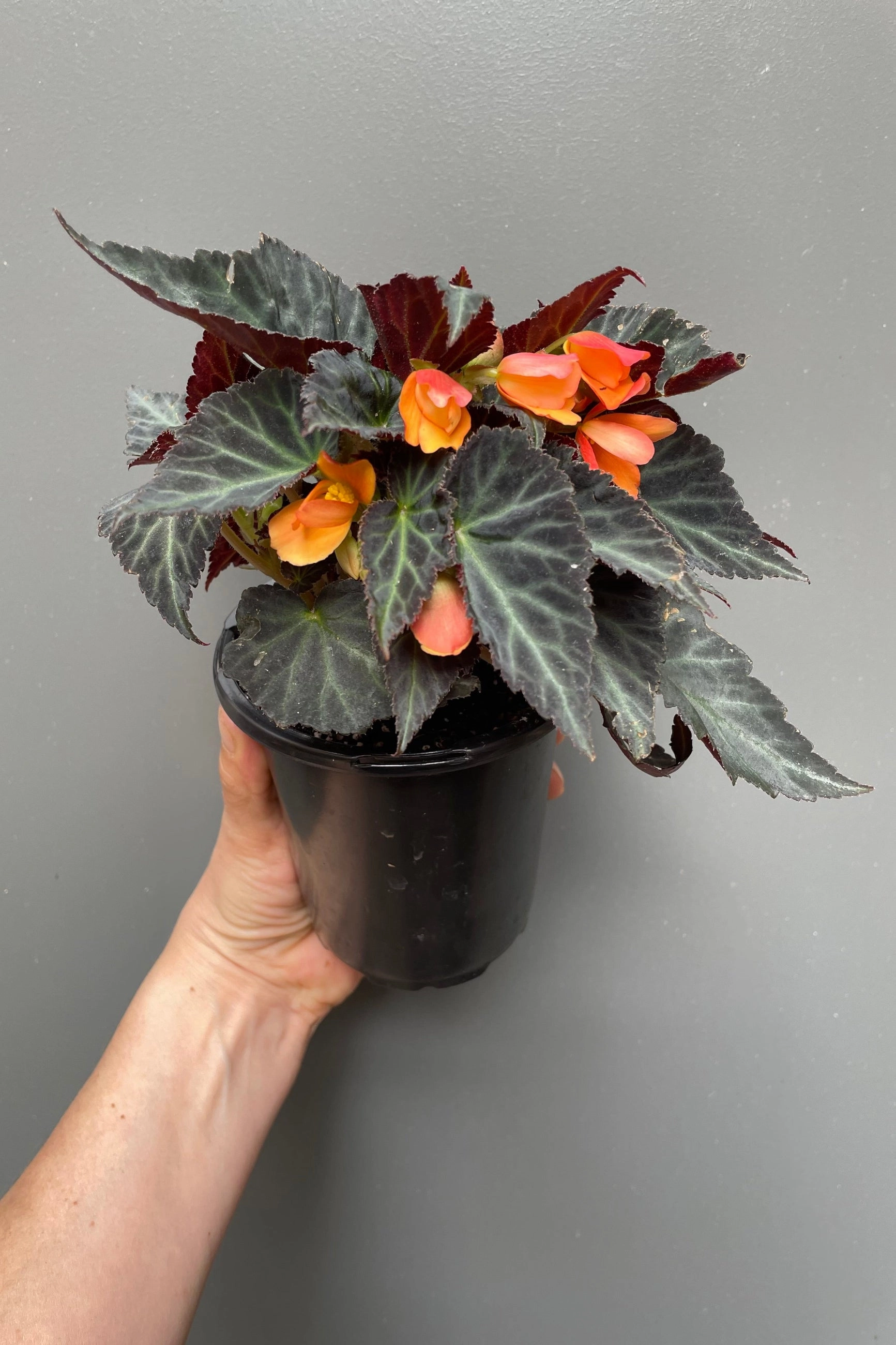 Begonia boliviensis (assorted) 4.5"