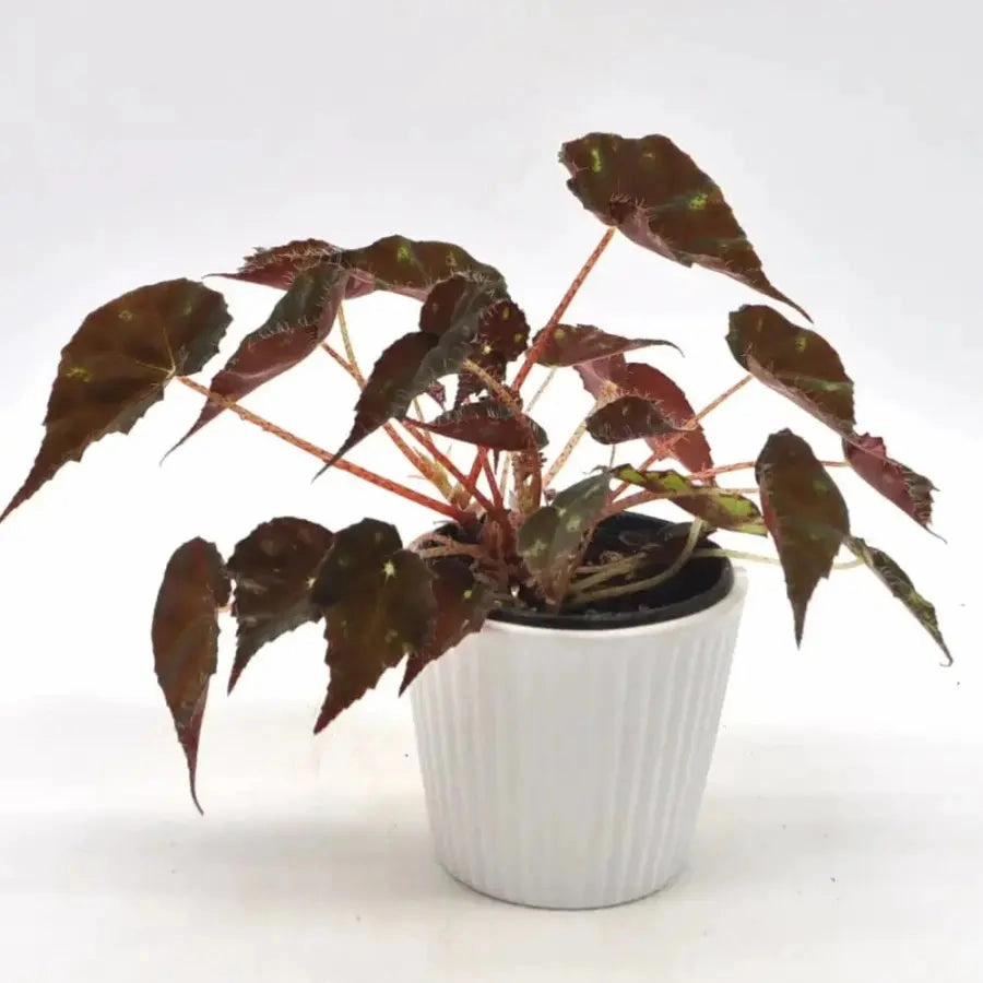 Begonia bowerae 'Tiger Paws'