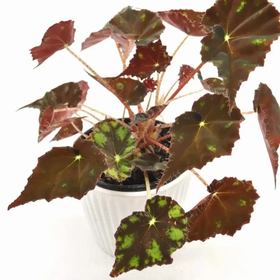 Begonia bowerae 'Tiger Paws'