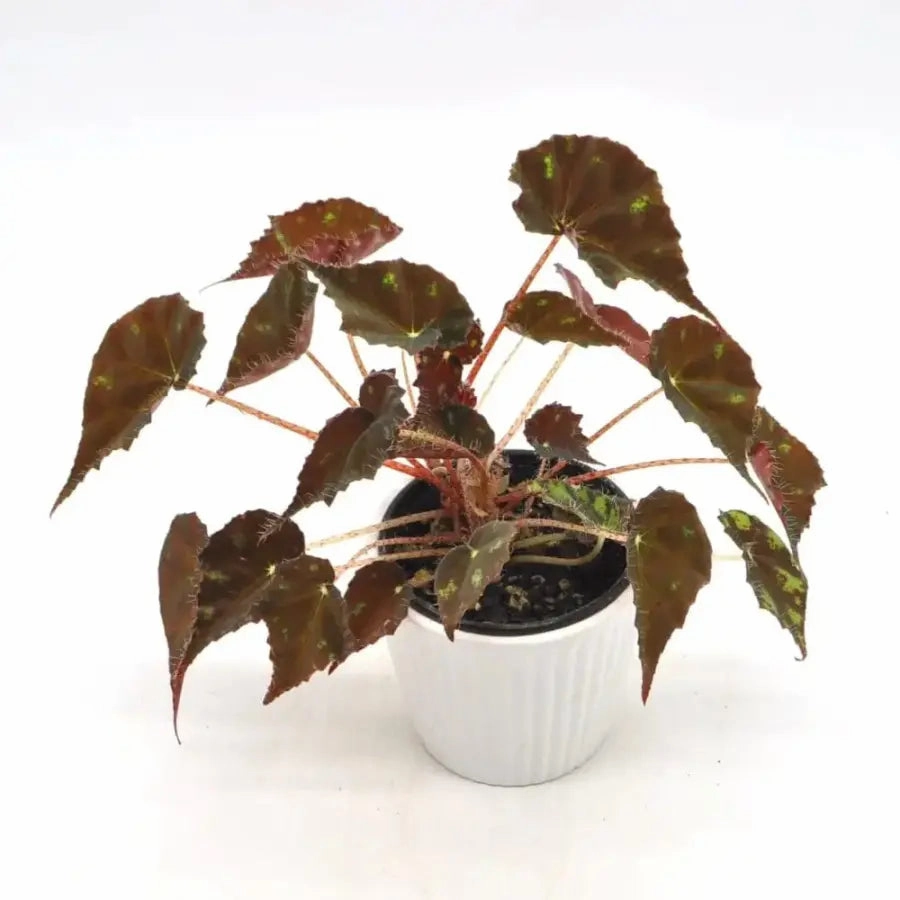 Begonia bowerae 'Tiger Paws' large flower pot  