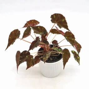 Begonia bowerae 'Tiger Paws' large flower pot  
