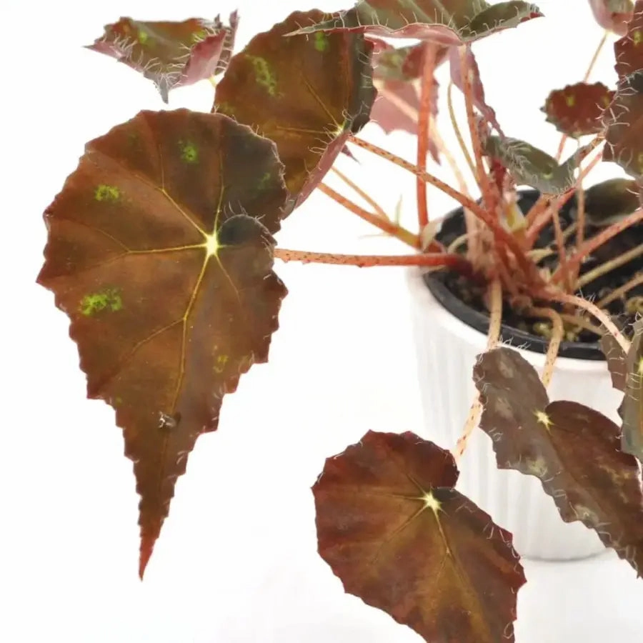 Begonia bowerae 'Tiger Paws'