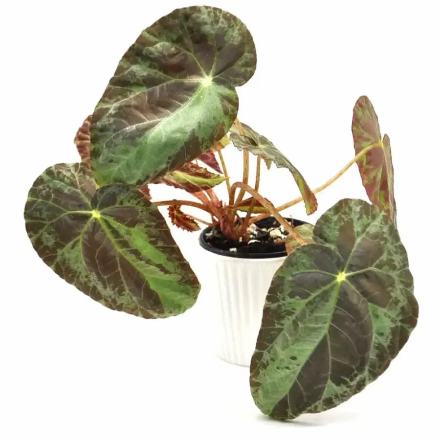 Begonia burkillii